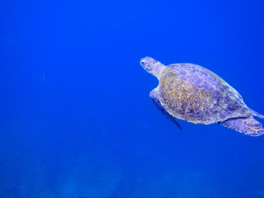 Galápagos de Mochilero, ¿es posible?